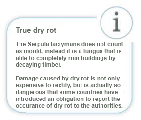 Serpula lacrymans